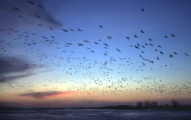 Sandhill cranes